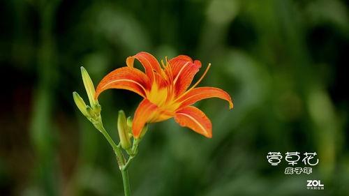 管理得当，花开满园春色浓