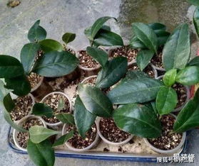 夏季扦插的技巧