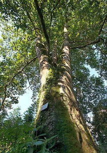 观光木的价值：珍贵的药材与木材