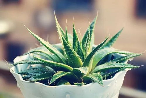 芦荟：沙漠里的绿宝石