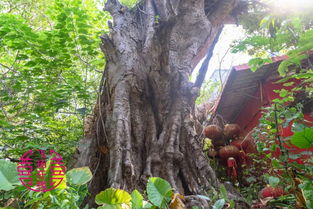 榕树的养护技巧