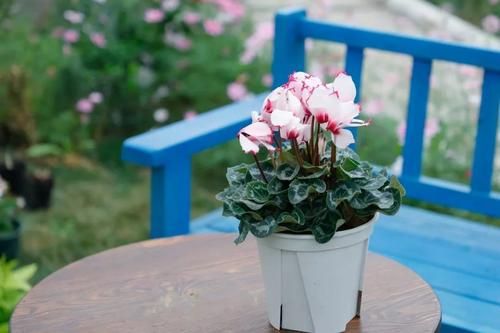 选盆， 就像选内衣，透气性蕞重要