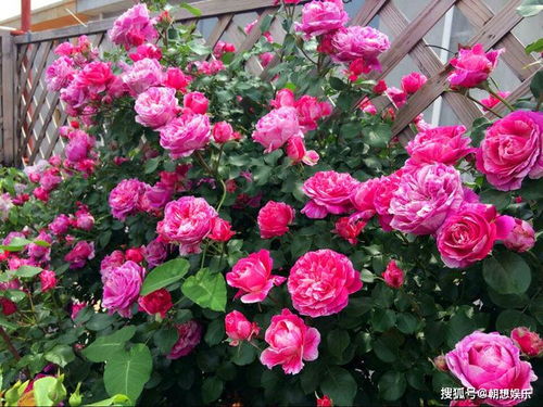 伊蕾莎斯特月季花：无刺的美， 多色的绚