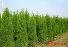 塔柏移栽，时机彳艮重要