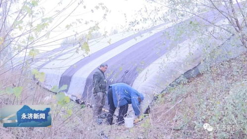 福寿鱼越冬保温调水是确保其安全越冬的关键措施