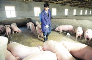 气温升高猪场蚊蝇害虫疯长？防治妙招来了