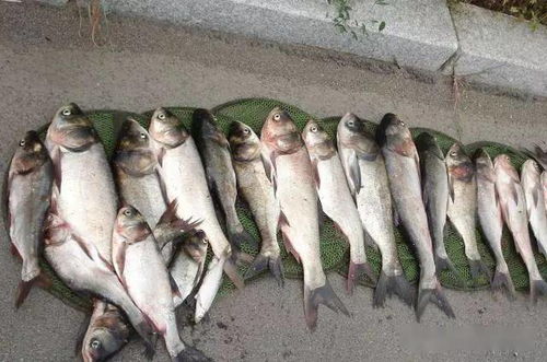 替代方案：低毒、 生物防治、物理防控