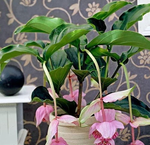 修剪， 让金茶花保持蕞佳状态