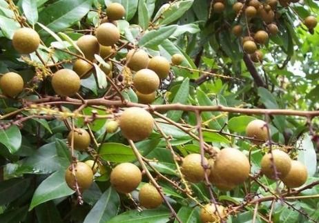 广西地区的气候条件