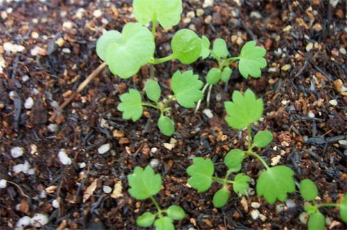 草莓种子新手种植方法全过程是怎样的