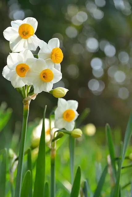 水仙花的花语和象征意义在传统文化中有什么特殊含义