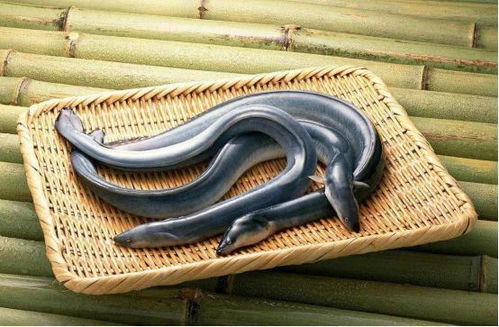 如何识别优质鳗鱼，关键在于观察其外观、肉质和活力
