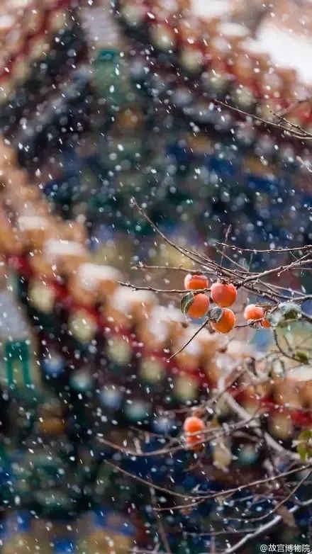 冰凌花似雪花？与雪花共舞