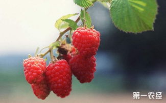 根蘖繁殖：简单又快速