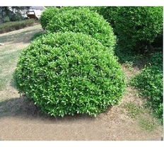 规格大了好处可多了