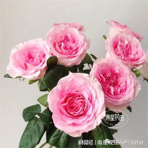 洛神玫瑰的秘密