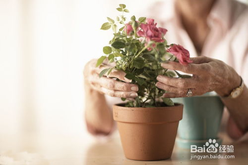 养花小技巧：如何科学养殖玫瑰花，提高成活率和花朵品质？