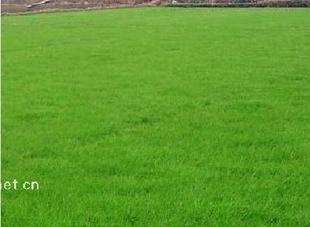 四季青草坪：观赏价值高， 适应性强