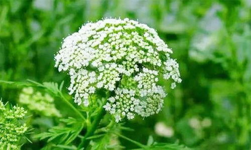 野胡萝卜花， 北美常见的野花