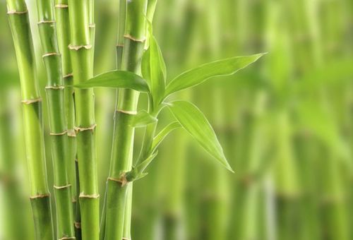 竹子适合在哪种土壤中种植，才能更好地生长和发育