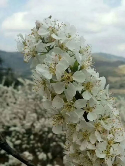 泡桐花开似雪白，这些绝美瞬间