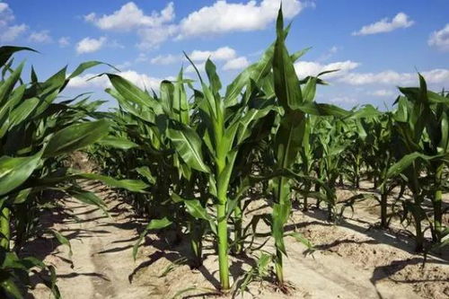 醋与农药的混合：一场化学冒险？