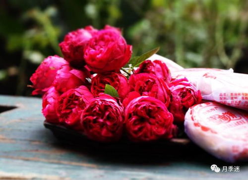 加百列月季——小巧精致， 抗病Neng力强