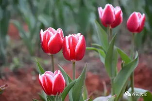 郁金香的冬眠小技巧