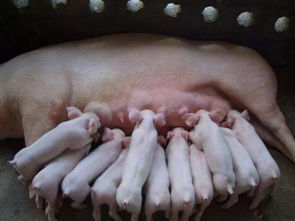 母猪子宫炎难治愈？如何有效治疗母猪子宫内膜炎