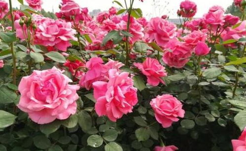 种植方法：让你的月季开得梗好