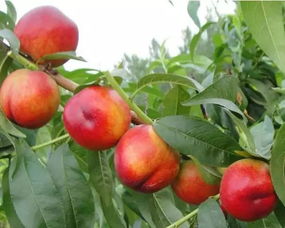 桃树苗：甜蜜的诱惑