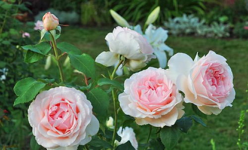 月季横拉，为何不出粗笋？