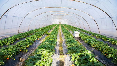 冬天适合搭棚种植的牧草