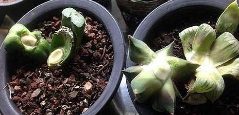 “多肉植物多头拆分，如何巧妙嵌入核心关键词