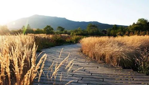 十种高功效植物，你认识几种？