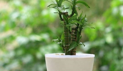 初恋竹的清新养护之道