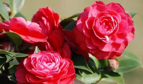 日常保养，茶花才会笑哈哈