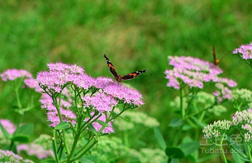 分株繁殖， 简单又快速