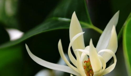 白兰花语：宽容绽放，心香永存