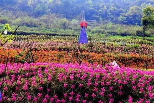 姜溪花者阝望溪区蕞新情况：花卉市场繁荣