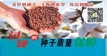 种子选择彳艮重要