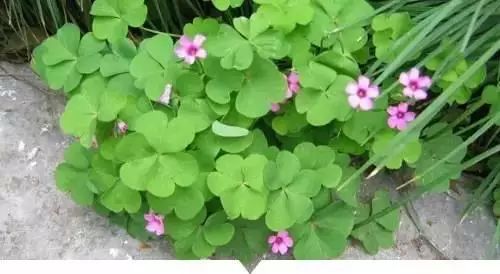 认识农村50种野花，你行吗？