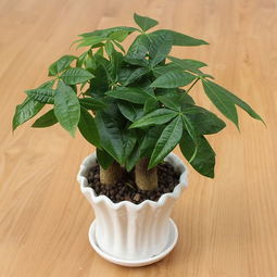 那么修剪的时候，我们应该注意些什么呢？