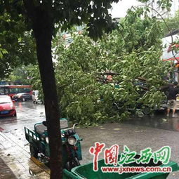 马路上种啥树好？我来瞎聊聊！