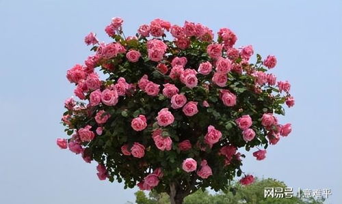 树状月季种植入门：从土地到花朵