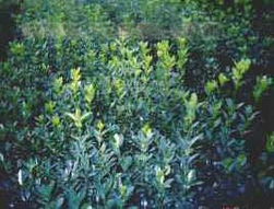 大叶黄杨的“寿命”