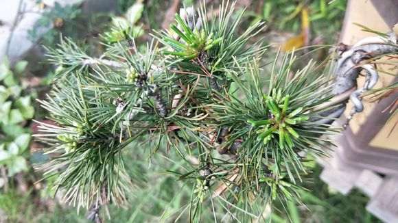 五针松种子在南方播种的学问