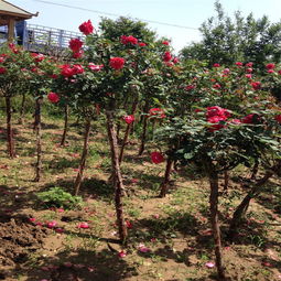月季树的受欢迎程度