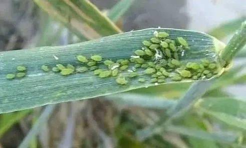 张大姐的白菜地里的发现