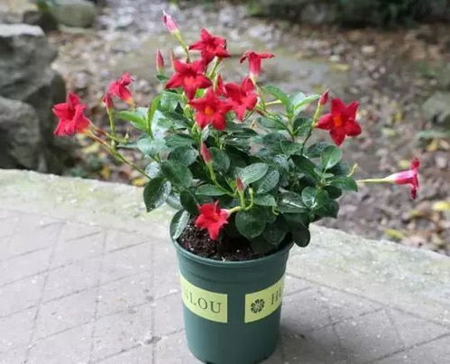 飘香藤养殖需要注意哪些土壤、光照和浇水等细节
